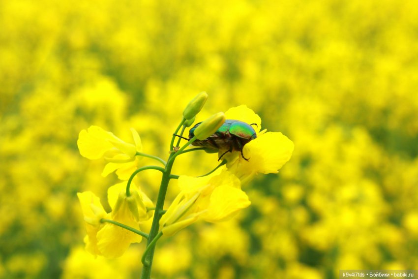 Жук-бронзовка