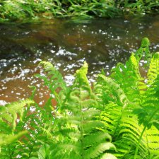 Затерянный Мир