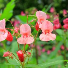 Июльское путешествие в Старицу, продолжение