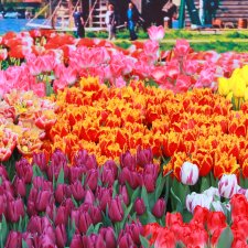 Выставка тюльпанов в Твери