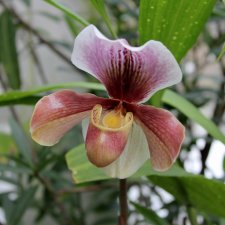 Тверской Ботанический Сад