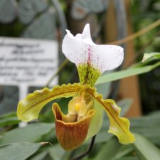 Тверской Ботанический Сад, продолжение