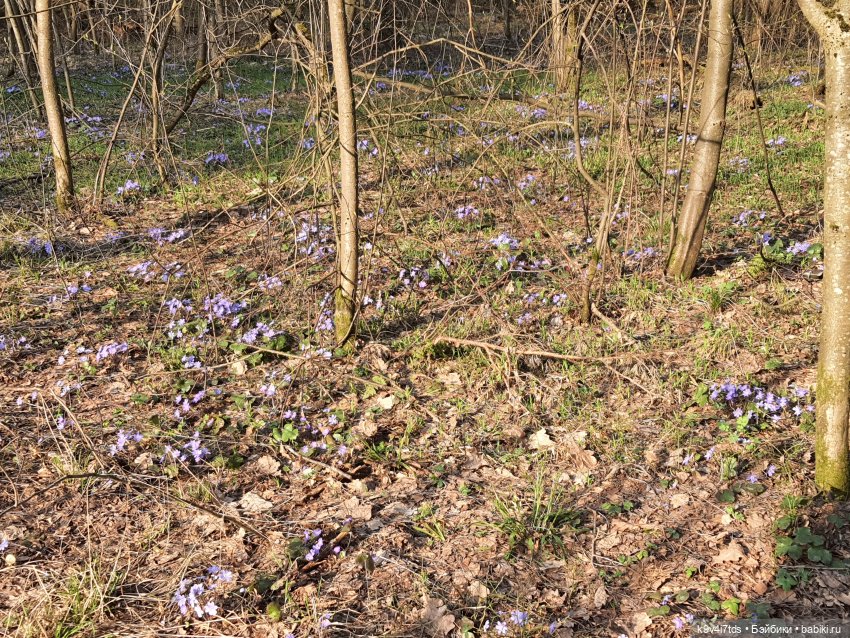 Имани и "Синие подснежники"