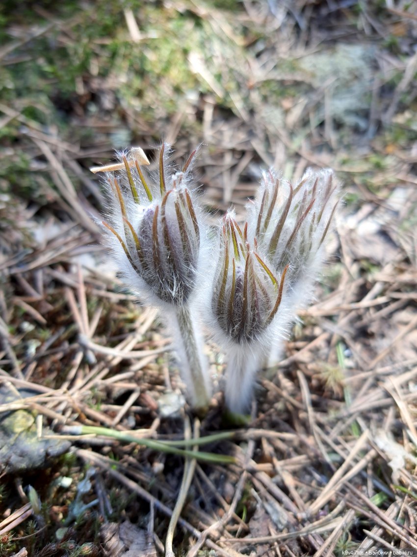 Имани и Оршинский Лес. Mini Imani, автор Kaye Wiggs