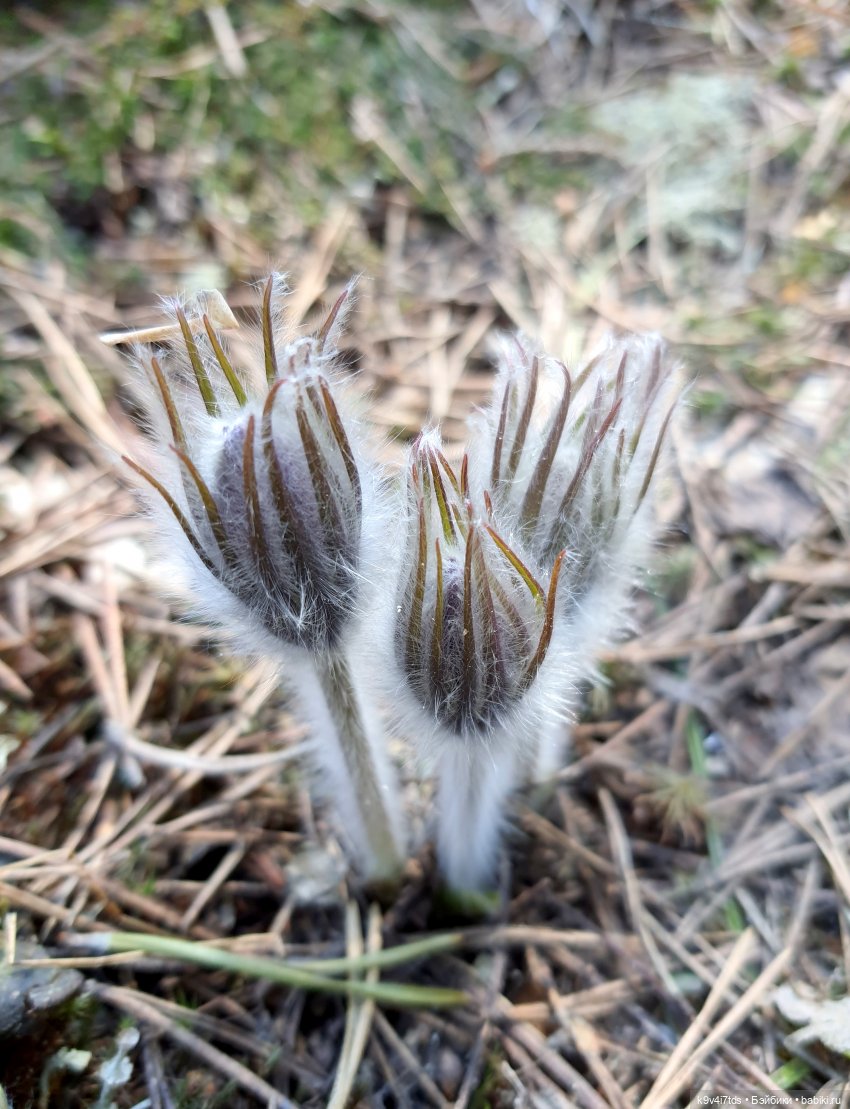 Имани и Оршинский Лес. Mini Imani, автор Kaye Wiggs (фото 4)