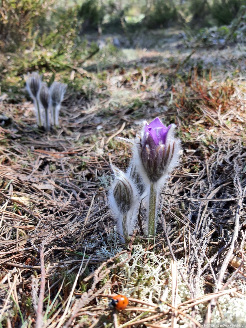 Имани и Оршинский Лес. Mini Imani, автор Kaye Wiggs (фото 10)