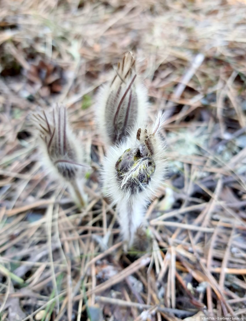 Имани и Оршинский Лес. Mini Imani, автор Kaye Wiggs