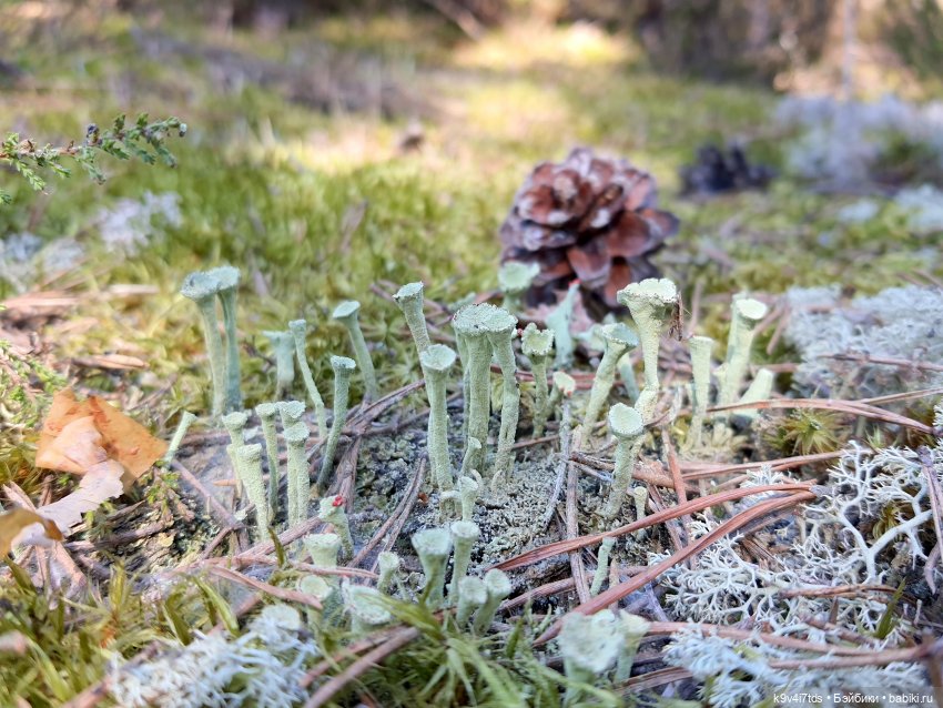 Имани и Оршинский Лес. Mini Imani, автор Kaye Wiggs