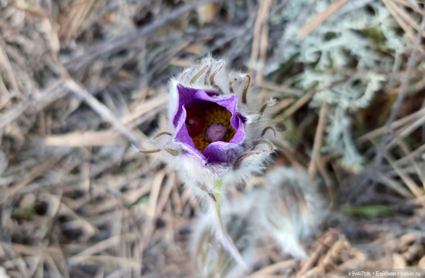 Имани и Оршинский Лес. Mini Imani, автор Kaye Wiggs (фото 2)
