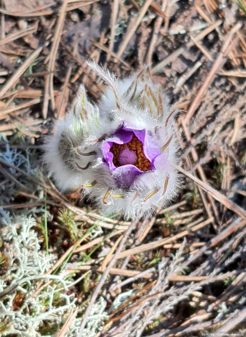 Имани и Оршинский Лес. Mini Imani, автор Kaye Wiggs