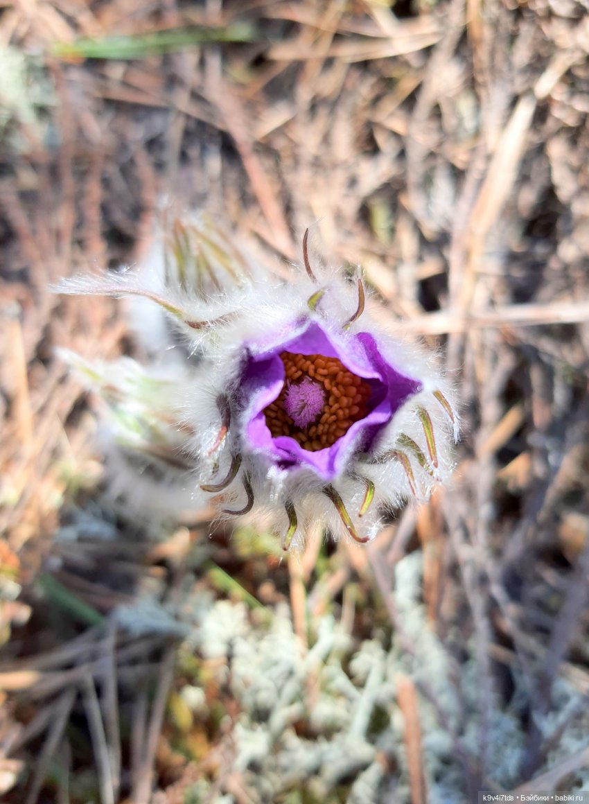 Имани и Оршинский Лес. Mini Imani, автор Kaye Wiggs