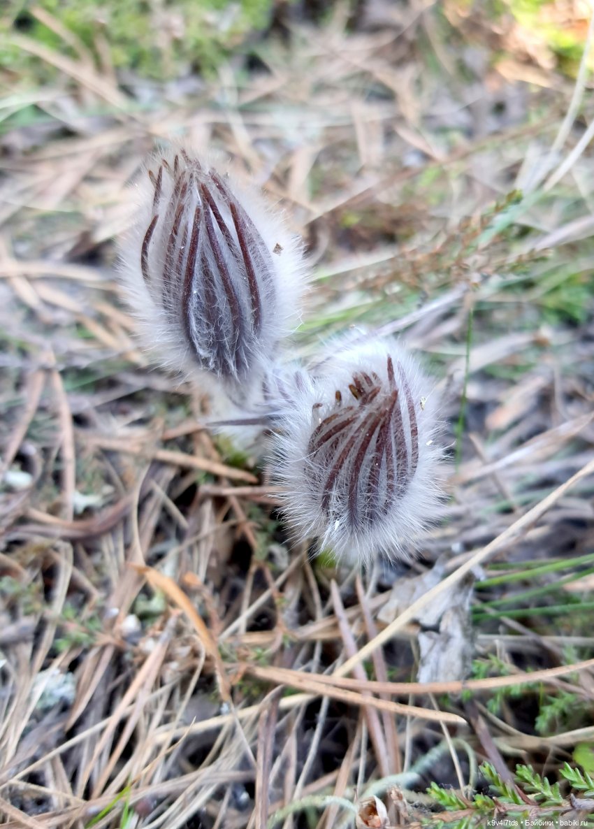 Имани и Оршинский Лес. Mini Imani, автор Kaye Wiggs