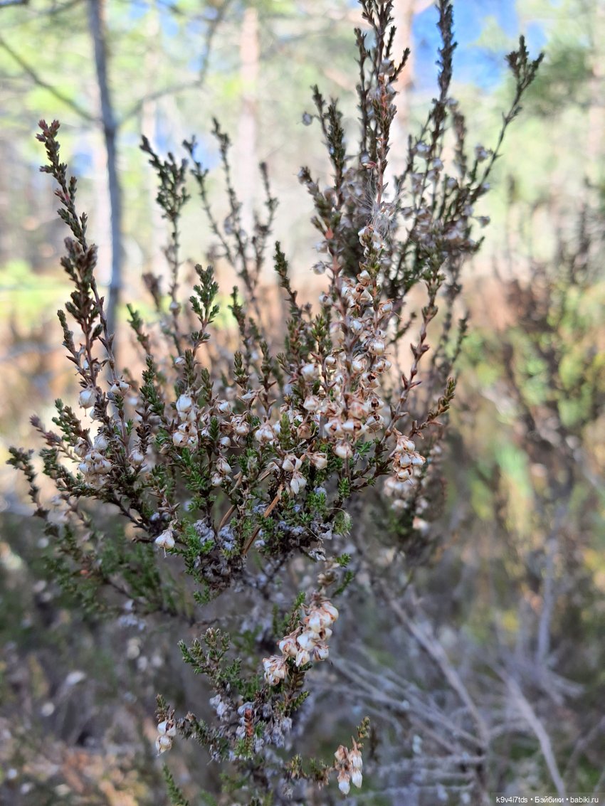 Имани и Оршинский Лес. Mini Imani, автор Kaye Wiggs