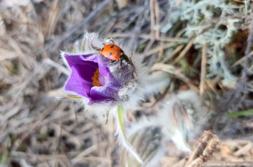 Имани и Оршинский Лес. Mini Imani, автор Kaye Wiggs (фото 3)