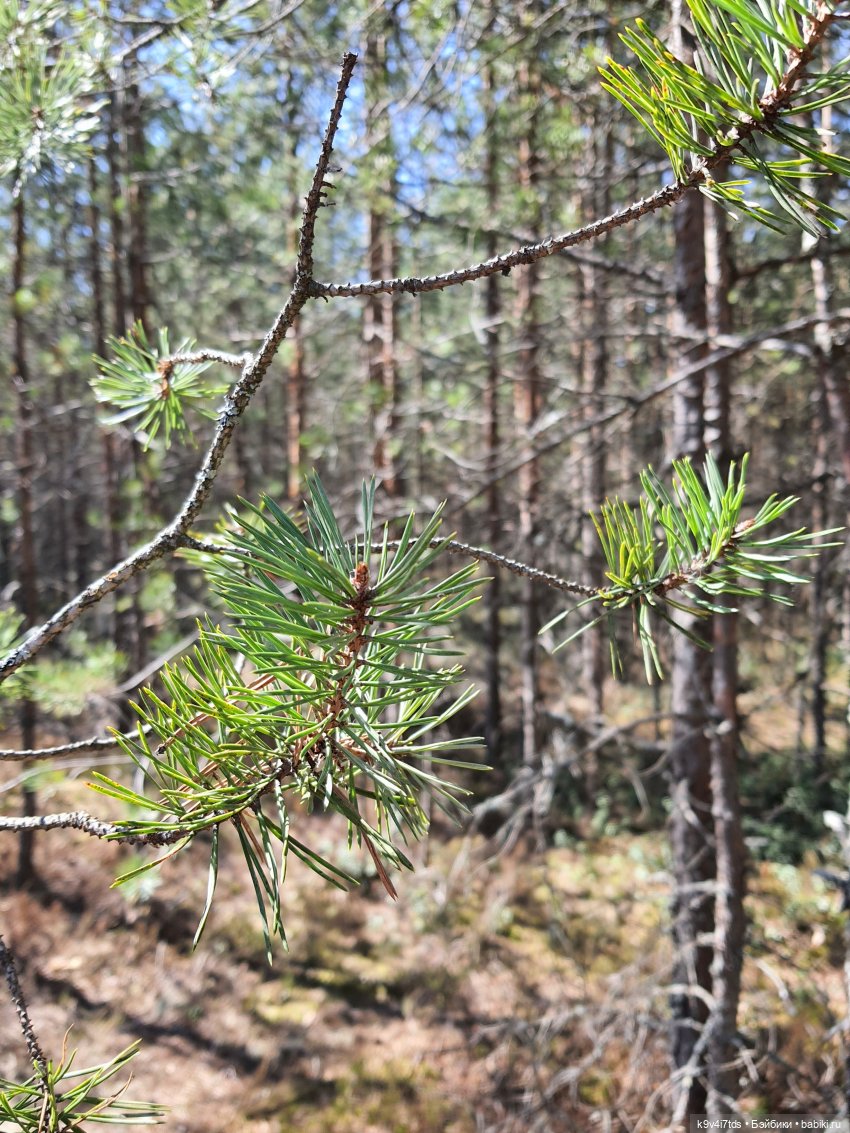 Имани и Оршинский Лес. Mini Imani, автор Kaye Wiggs