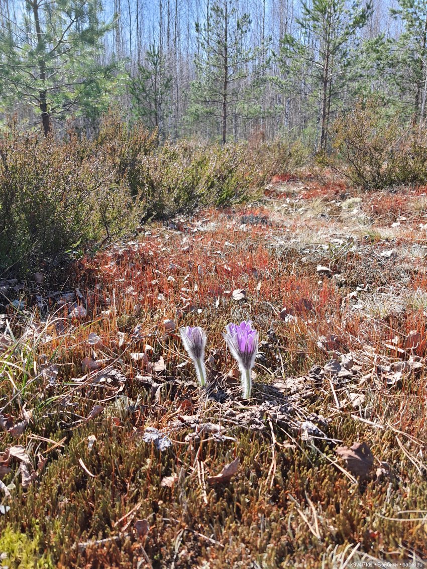 Имани и Оршинский Лес. Mini Imani, автор Kaye Wiggs