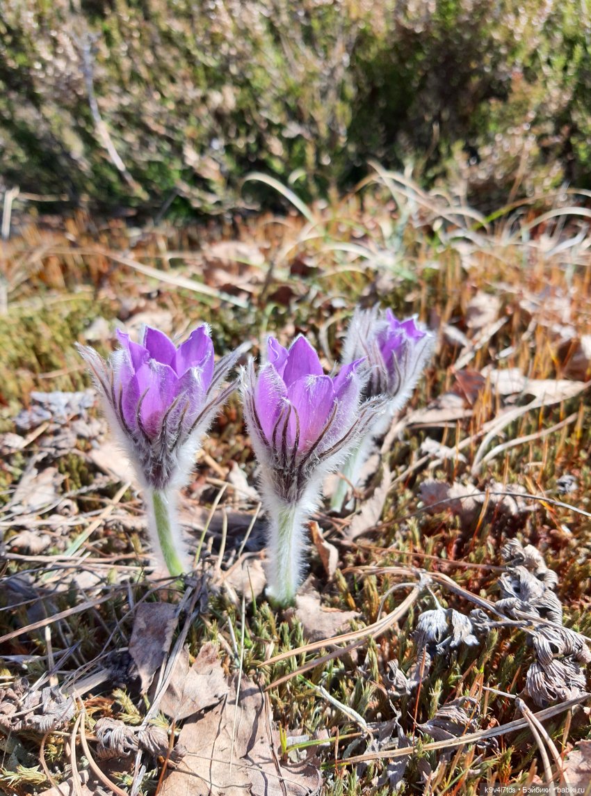 Имани и Оршинский Лес. Mini Imani, автор Kaye Wiggs