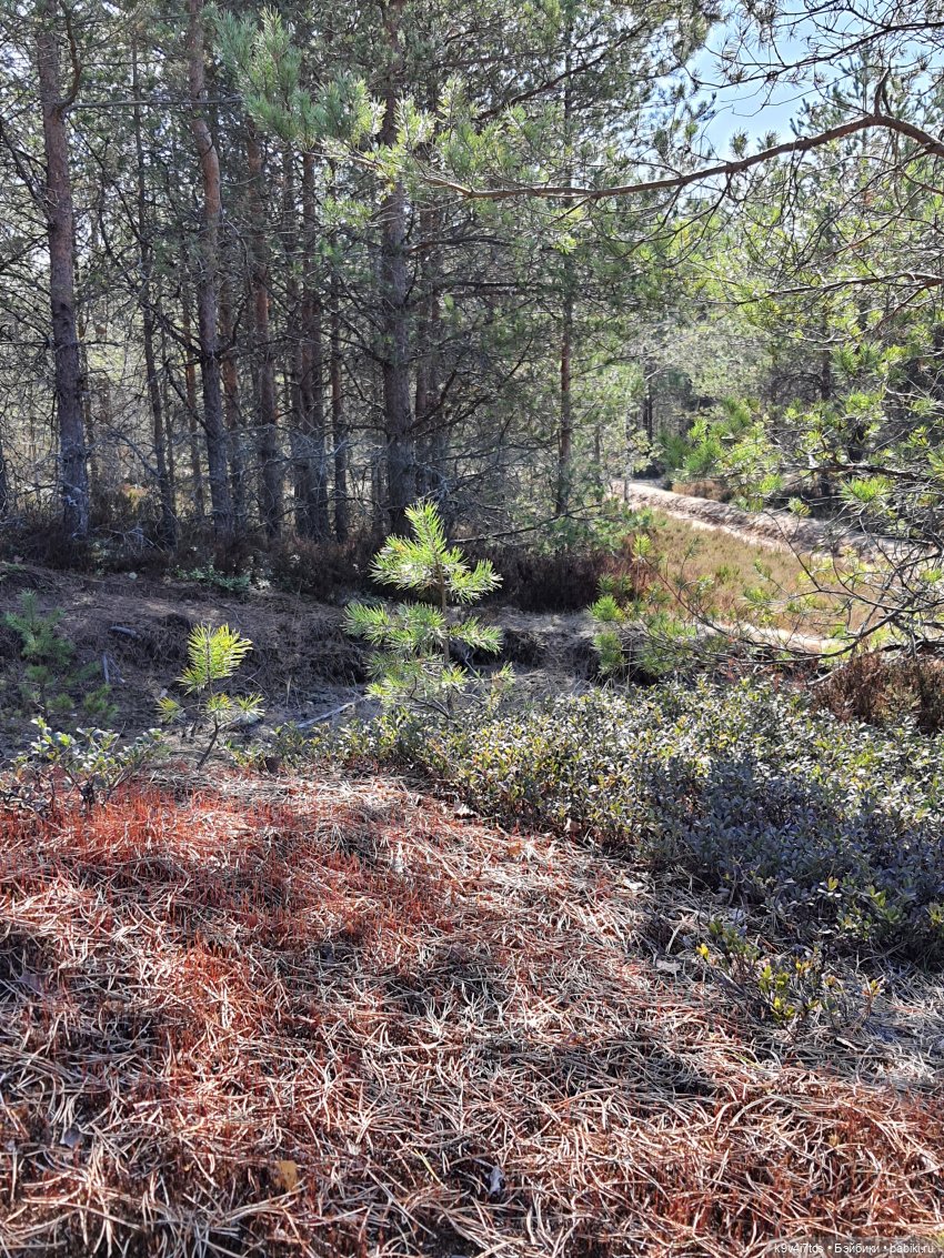 Имани и Оршинский Лес. Mini Imani, автор Kaye Wiggs