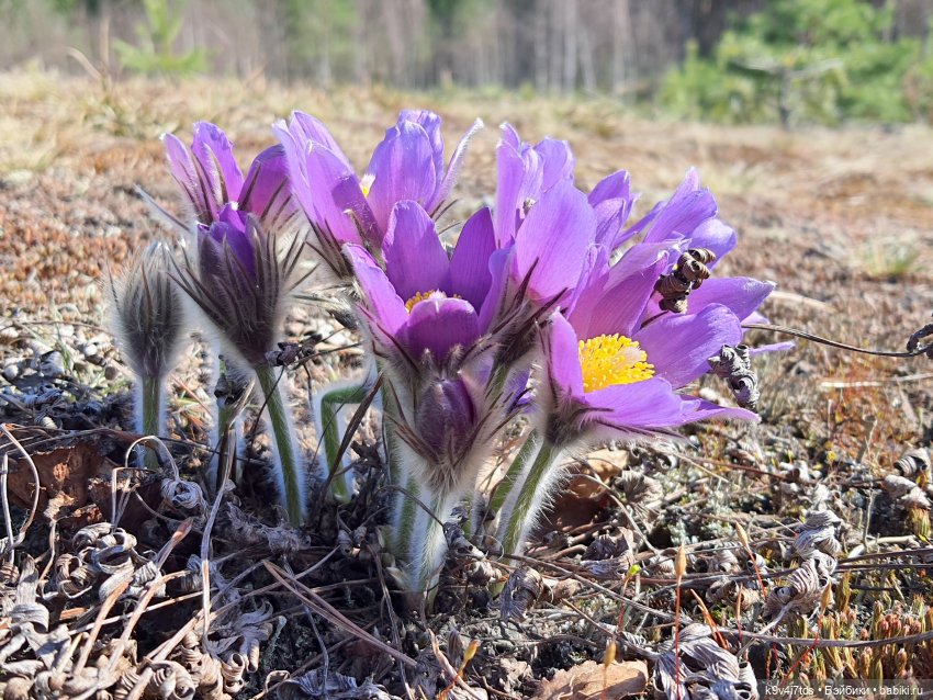 Имани и Оршинский Лес. Mini Imani, автор Kaye Wiggs