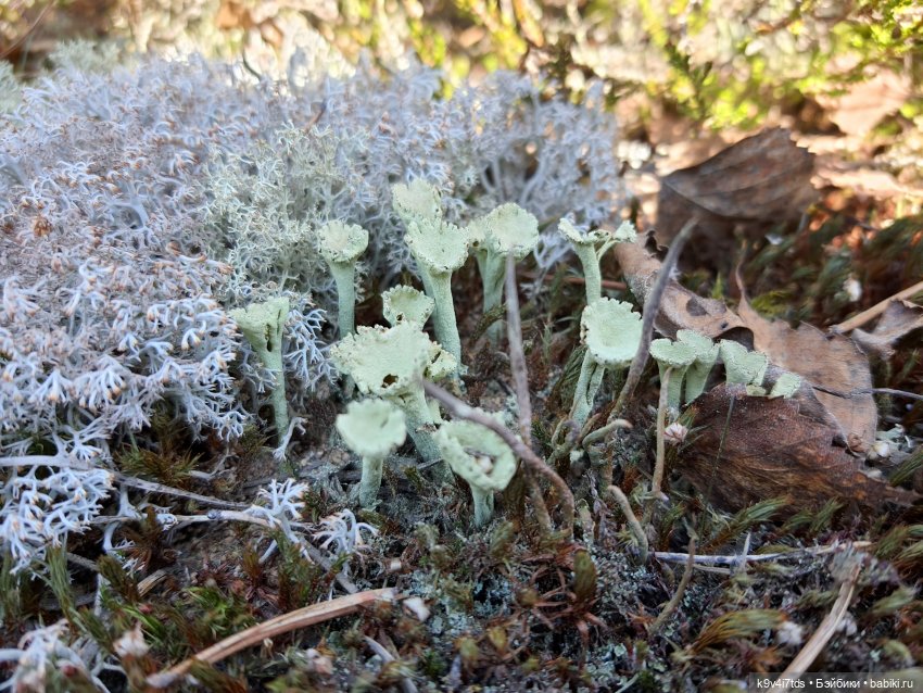 Имани и Оршинский Лес. Mini Imani, автор Kaye Wiggs