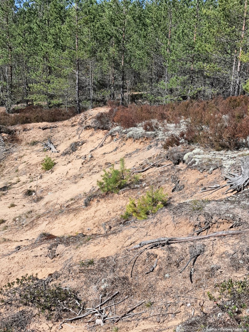 Имани и Оршинский Лес. Mini Imani, автор Kaye Wiggs