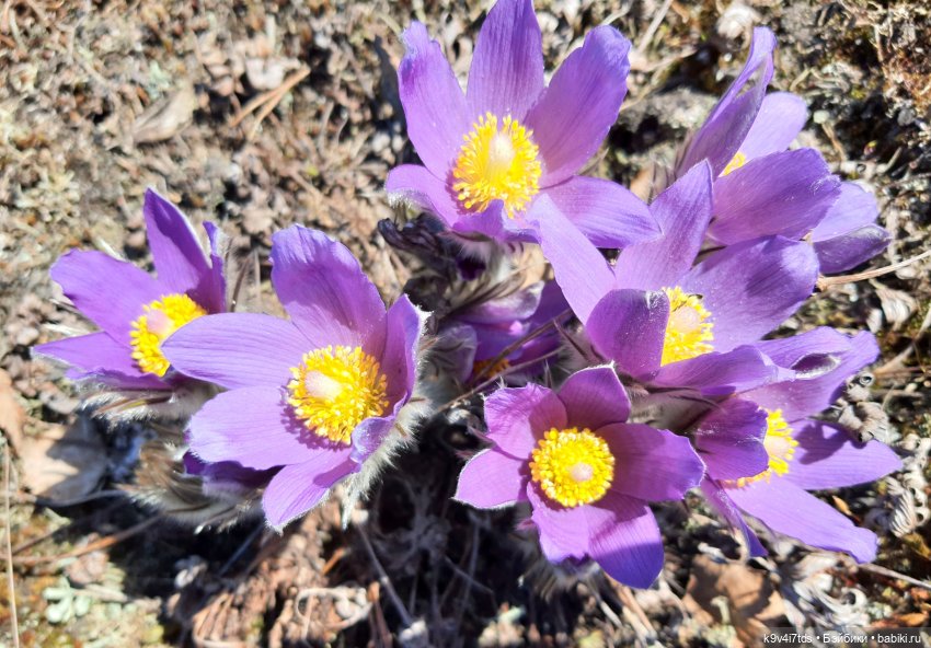 Имани и Оршинский Лес. Mini Imani, автор Kaye Wiggs