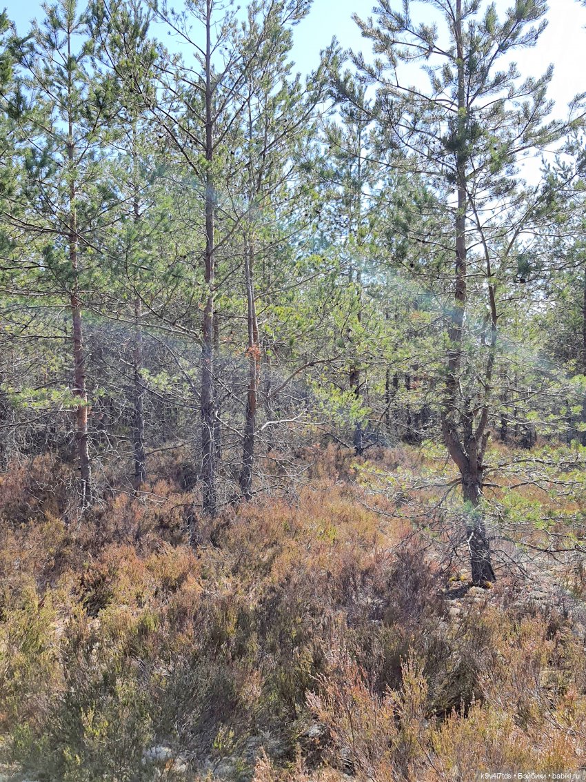 Имани и Оршинский Лес. Mini Imani, автор Kaye Wiggs