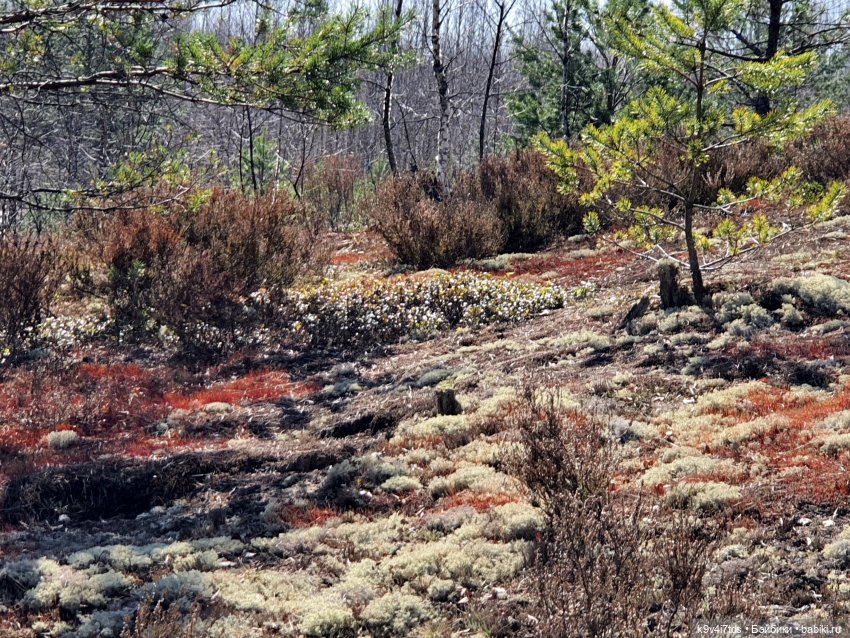 Имани и Оршинский Лес. Mini Imani, автор Kaye Wiggs