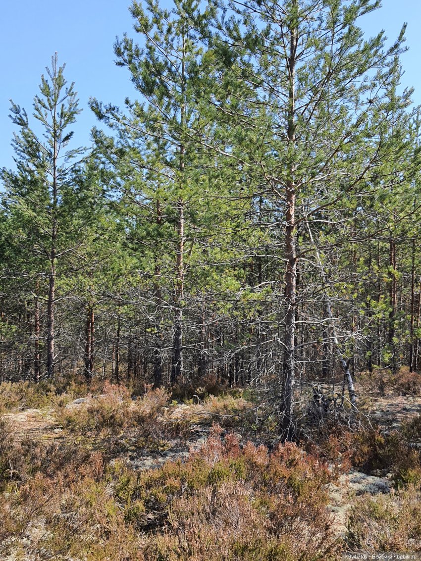 Имани и Оршинский Лес. Mini Imani, автор Kaye Wiggs