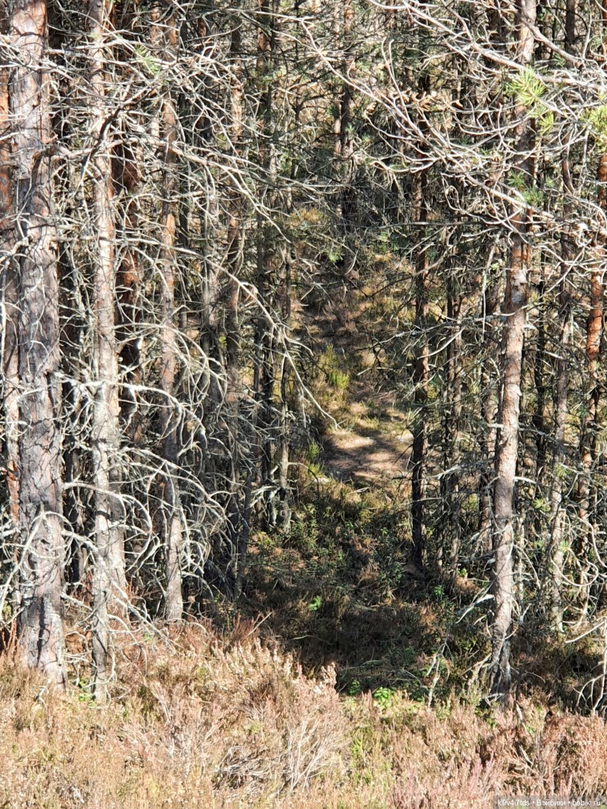 Имани и Оршинский Лес. Mini Imani, автор Kaye Wiggs