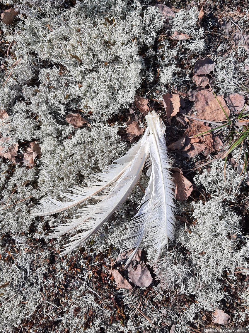 Имани и Оршинский Лес. Mini Imani, автор Kaye Wiggs