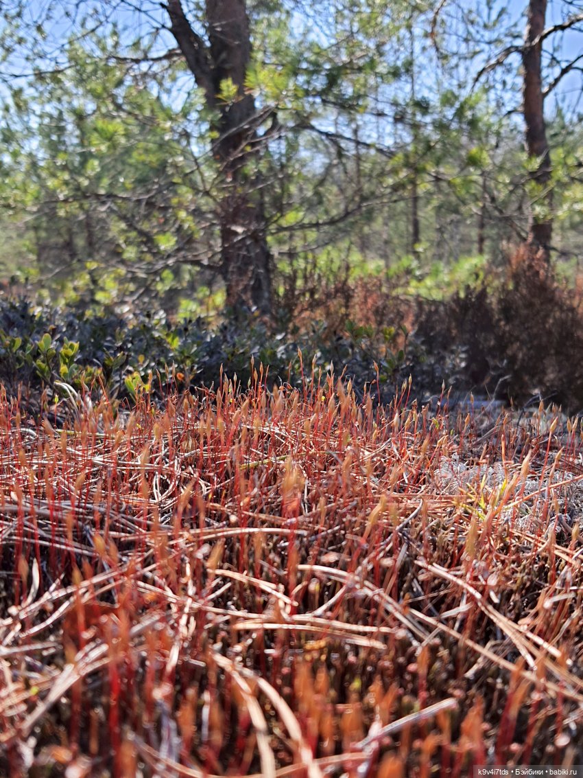 Имани и Оршинский Лес. Mini Imani, автор Kaye Wiggs