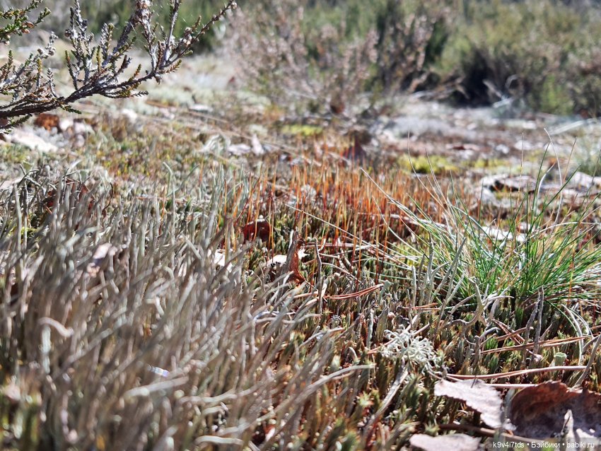 Имани и Оршинский Лес. Mini Imani, автор Kaye Wiggs