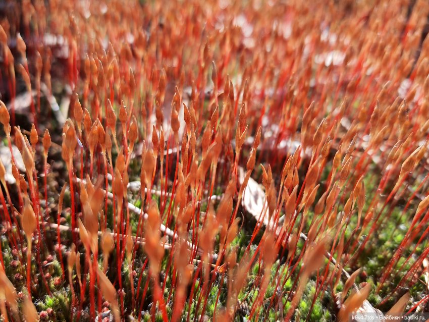 Имани и Оршинский Лес. Mini Imani, автор Kaye Wiggs