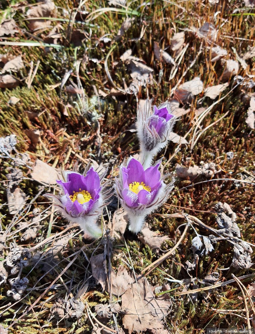 Имани и Оршинский Лес. Mini Imani, автор Kaye Wiggs