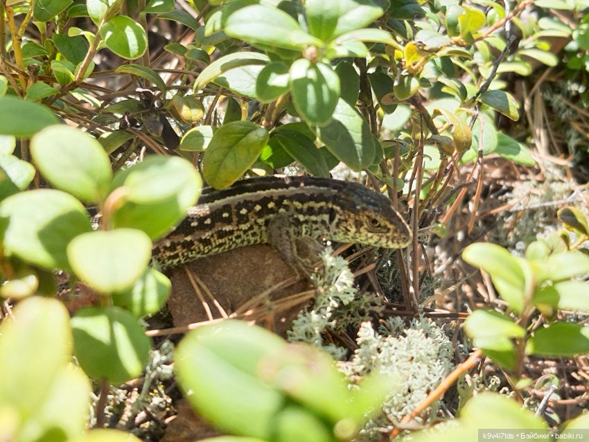 Имани и Оршинский Лес. Mini Imani, автор Kaye Wiggs
