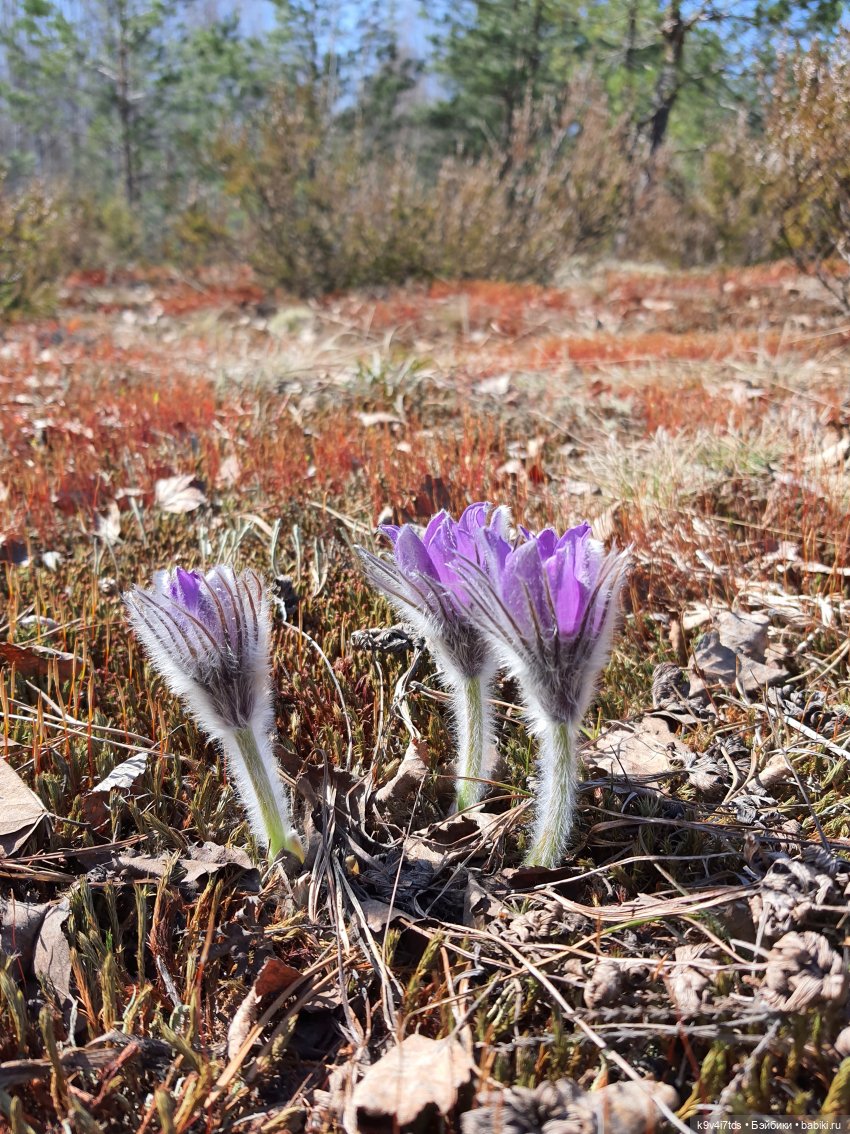 Имани и Оршинский Лес. Mini Imani, автор Kaye Wiggs