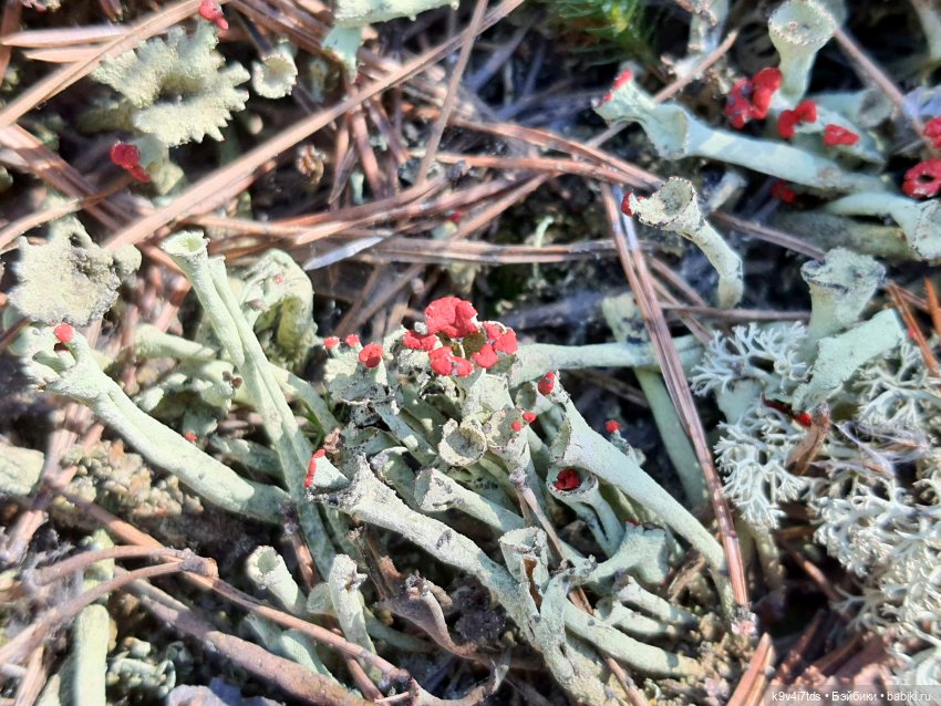 Имани и Оршинский Лес. Mini Imani, автор Kaye Wiggs