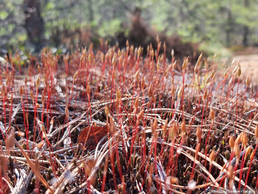 Имани и Оршинский Лес. Mini Imani, автор Kaye Wiggs