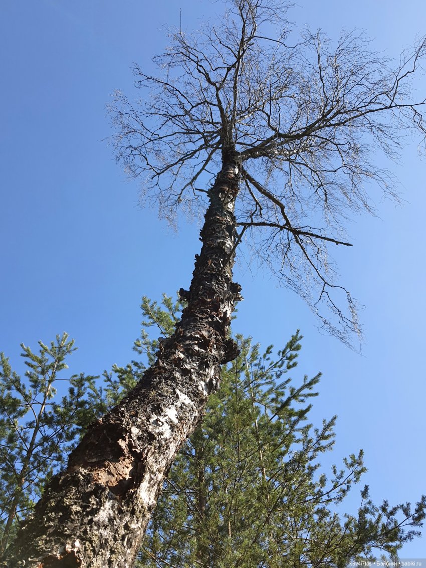 Имани и Оршинский Лес. Mini Imani, автор Kaye Wiggs