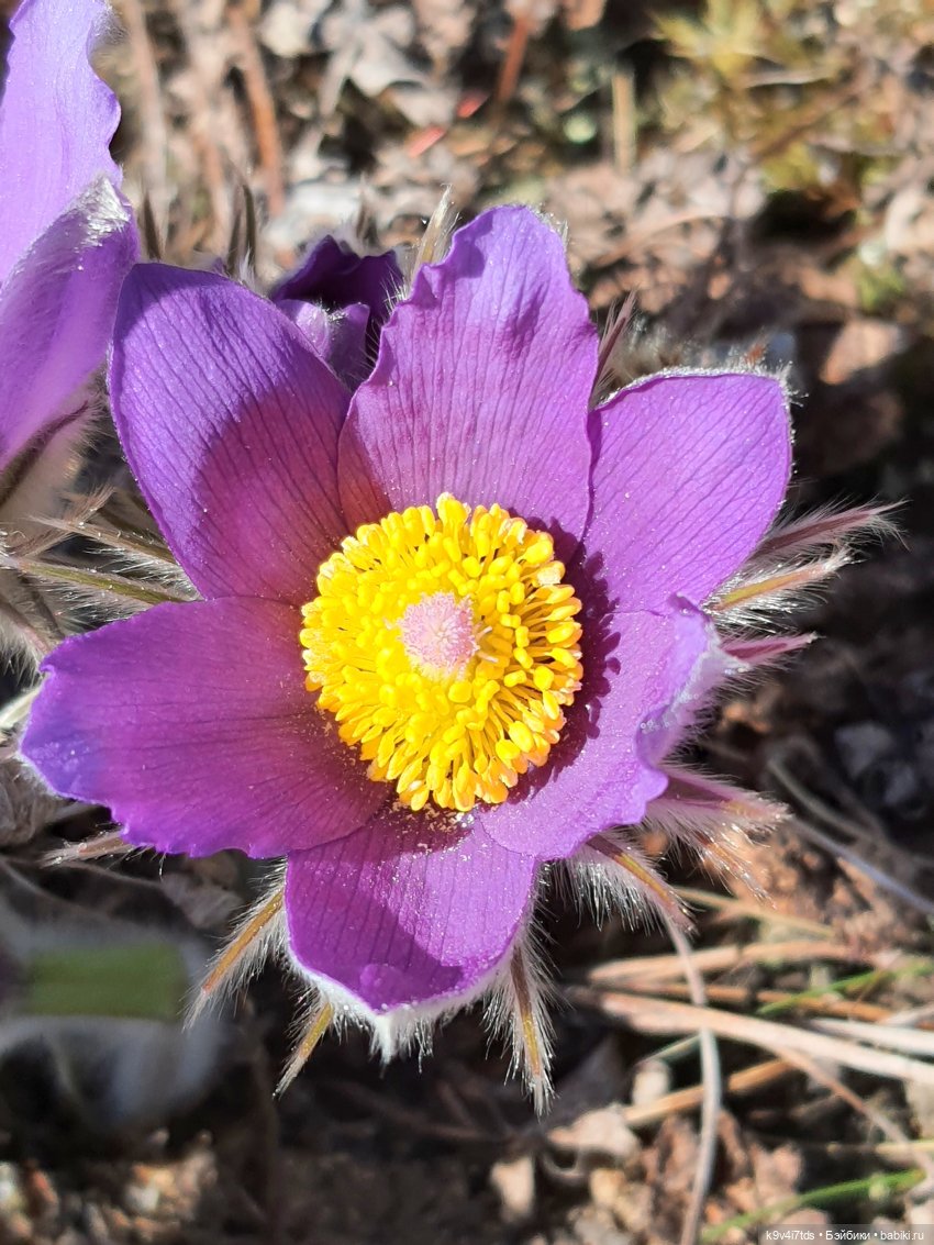 Имани и Оршинский Лес. Mini Imani, автор Kaye Wiggs