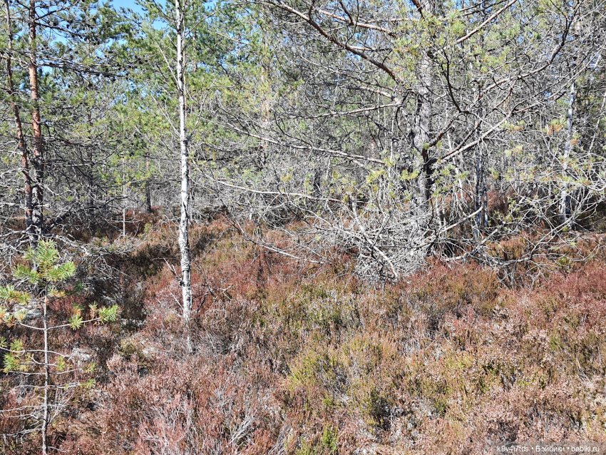 Имани и Оршинский Лес. Mini Imani, автор Kaye Wiggs