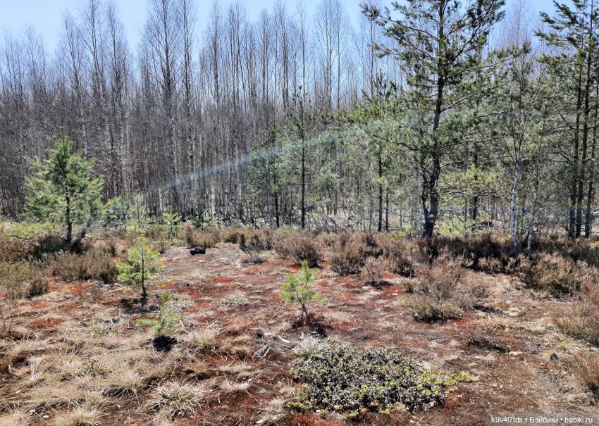 Имани и Оршинский Лес. Mini Imani, автор Kaye Wiggs