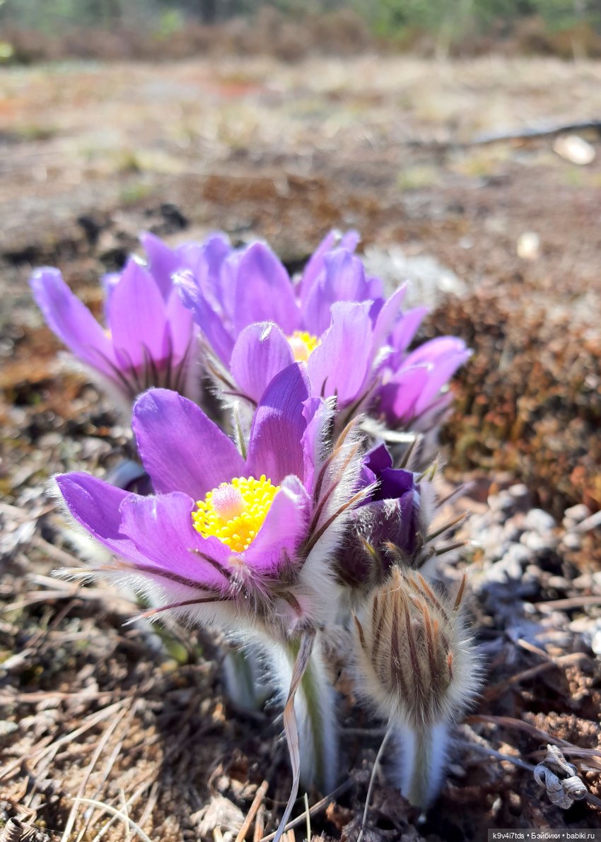 Имани и Оршинский Лес. Mini Imani, автор Kaye Wiggs