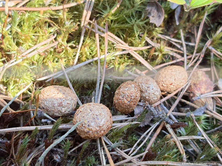 Имани и Оршинский Лес. Mini Imani, автор Kaye Wiggs