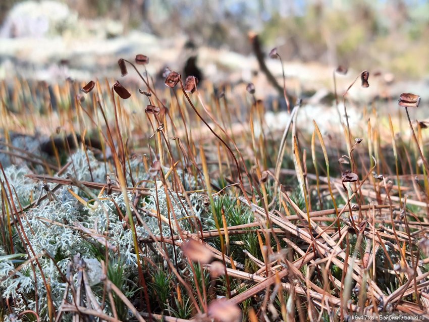 Имани и Оршинский Лес. Mini Imani, автор Kaye Wiggs