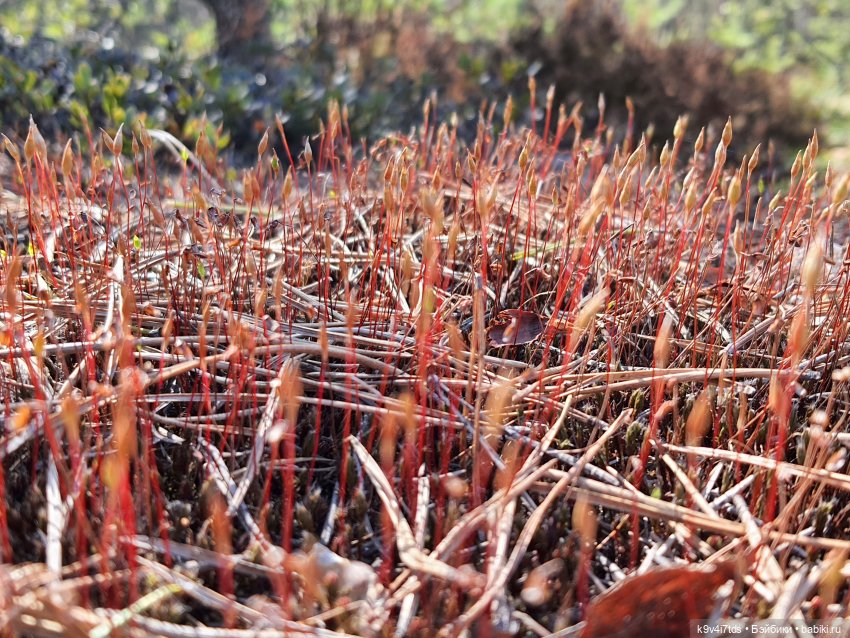 Имани и Оршинский Лес. Mini Imani, автор Kaye Wiggs