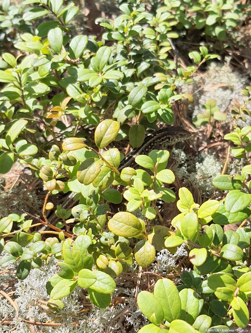 Имани и Оршинский Лес. Mini Imani, автор Kaye Wiggs