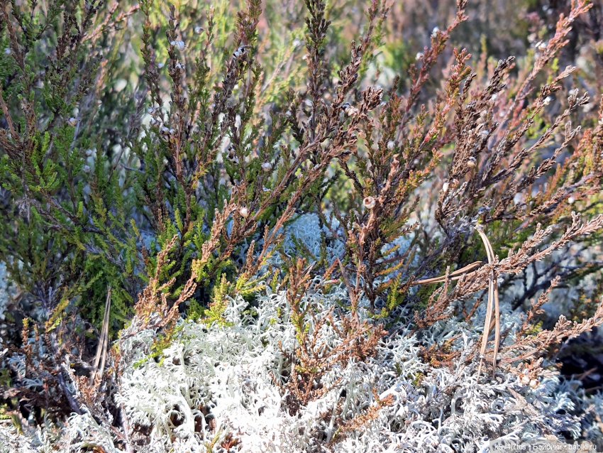 Имани и Оршинский Лес. Mini Imani, автор Kaye Wiggs