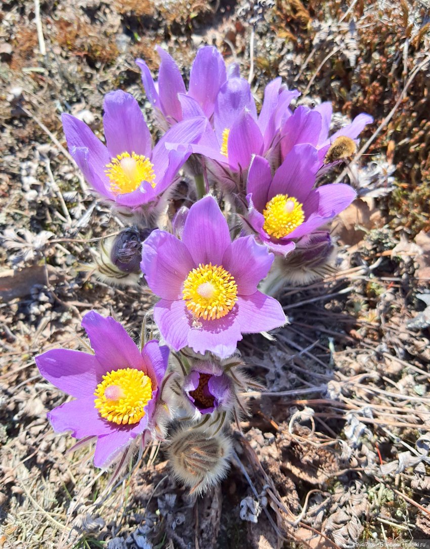 Имани и Оршинский Лес. Mini Imani, автор Kaye Wiggs